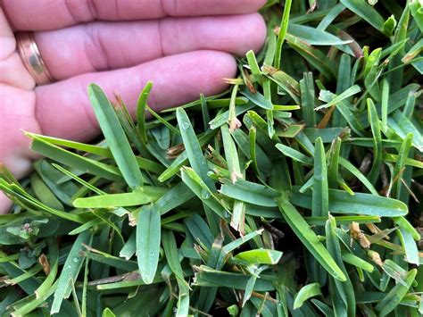 For St Augustine Grass Maintaining A Height Of 4 Inches Or More Is Crucial This Practice Ensures A Level Dark Green Lawn With Fewer Weeds And It Also Reduces Water Usage Barefootgrass