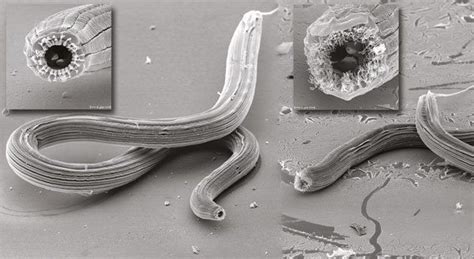 Found One Species Of Worm With Five Different Mouth Shapes Gastro Obscura Found One Species Of Worm With Five Different Mouth Shapes Gastro Obscura