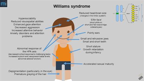 Frontiers Williams Syndrome Human Self Domestication And Language Evolution