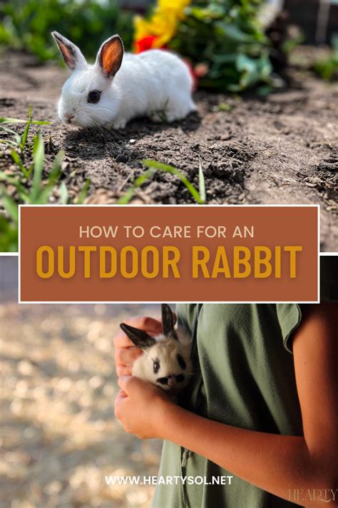 How To Care For An Outdoor Rabbit Rabbit Care Bunny Care Tips Bunny Care How To Care For An Outdoor Rabbit Rabbit Care Bunny Care Tips Bunny Care