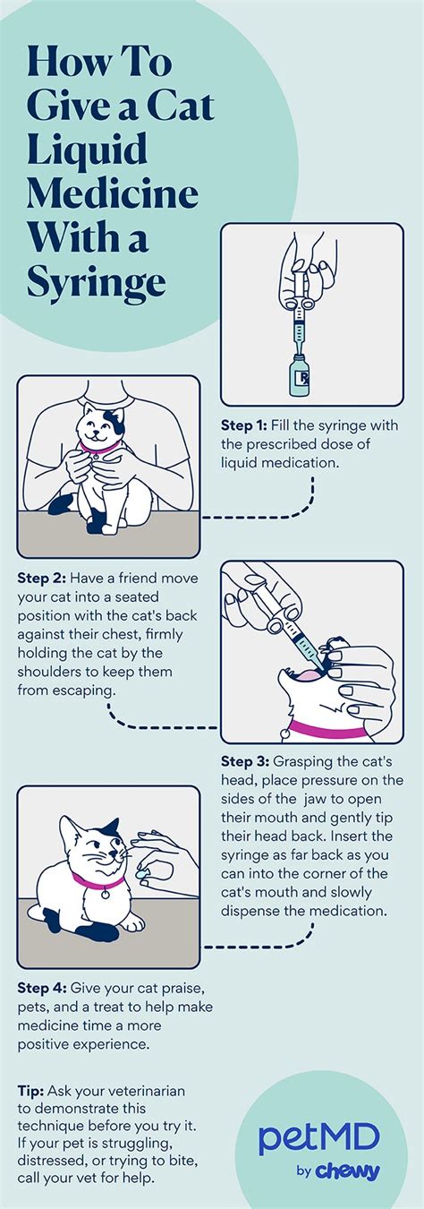 How To Give A Cat Liquid Medicine Petmd
