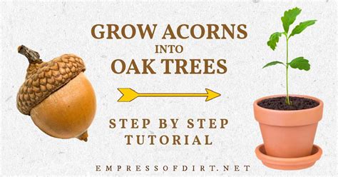 How To Grow An Oak Tree From An Acorn