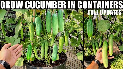 I Need Ideas For What To Do With My Cucumbers R Recipeinspiration