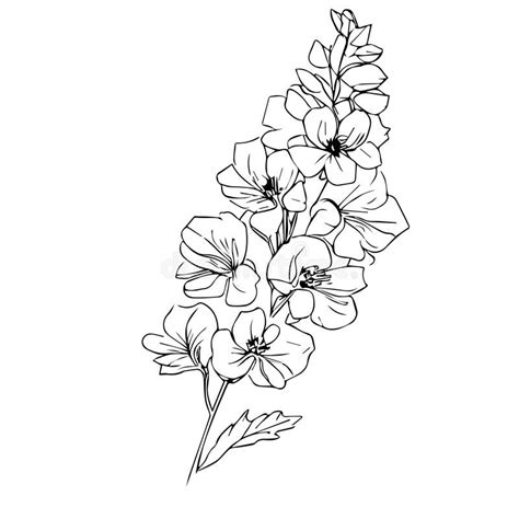 Larkspur Birth Flower Tattoo Stock Illustrations 111 Larkspur Birth Flower Tattoo Stock Illustrations Vectors Clipart Dreamstime