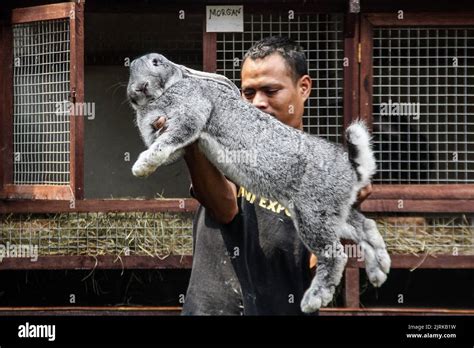 Lembang West Java Indonesia 25Th Aug 2022 Breeders Display The Continental Giant Or German