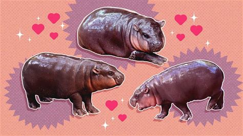 Look Who Paid A Visit To The Penn Libraries Be Like Moo Deng And Check Out These Fabulous Library Locations Fisherfineartslibrary Reading Room Ahh Everyone S Favorite Pull Up A Chair In