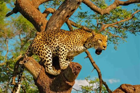 Luxury Wildlife Adventures With Big Cats