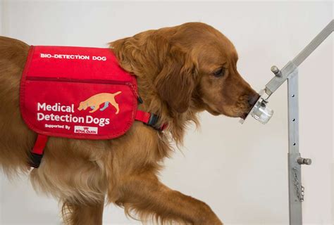 Medical Detection Dogs Train Animals To Amp 39 Sniff Out Amp 39 Breast Cancer Bbc News