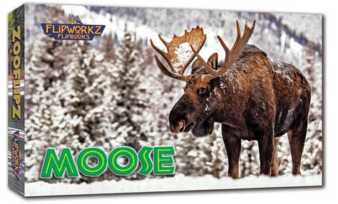 Moose Educational Wildlife Flipbook Moose Educational Wildlife Flipbook