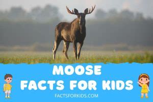 Moose Facts For Kids Moose Facts For Kids