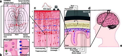 Neurophysiological Basis Of Eeg A Eeg Signals Reflect Electrical Download Scientific Diagram Neurophysiological Basis Of Eeg A Eeg Signals Reflect Electrical Download Scientific Diagram