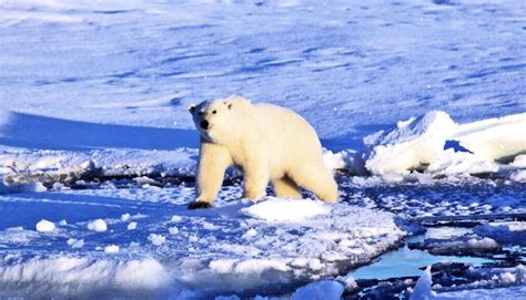 New Research Shows Direct Link Between Greenhouse Gas Emissions And Polar Bear Decline Inside Climate News