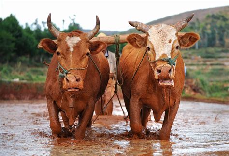 Oxen Power For Family Farms The Contrary Farmer