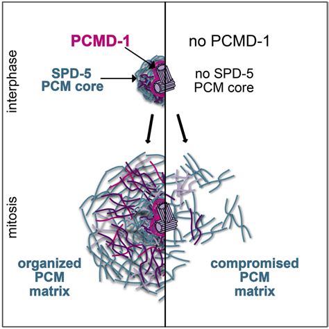 Pcmd 1 Organizes Centrosome Matrix Assembly In C Elegans Current Biology Pcmd 1 Organizes Centrosome Matrix Assembly In C Elegans Current Biology