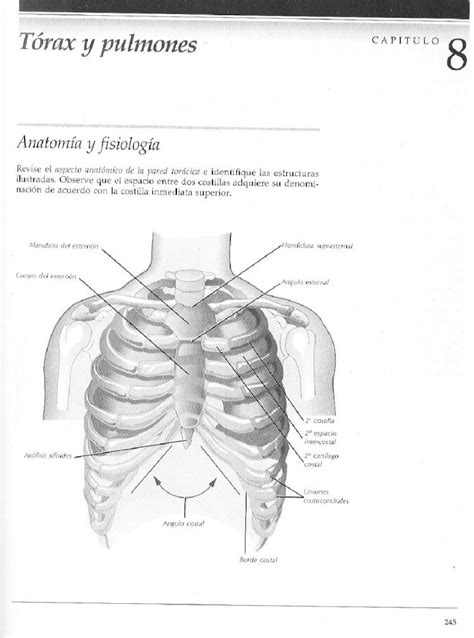 Pdf Bates Cap 8 Torax Y Pulmones Dokumen Tips