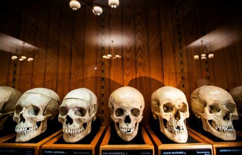 Penn Museum To Relocate Skull Collection Of Enslaved People The New York Times