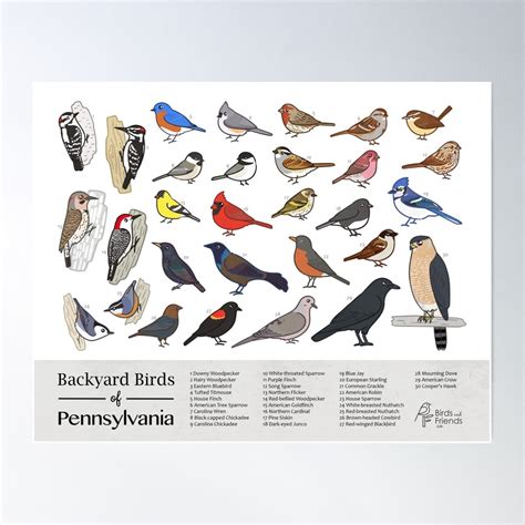 Pennsylvania Backyard Birds Of Pennsylvania Field Guide Print Bird Art Print Birdsandfriends Co Poster For Sale By Birdsandfriends Redbubble