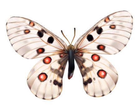 Phoebus Images Browse 64 055 Stock Photos Vectors And Video Adobe Stock