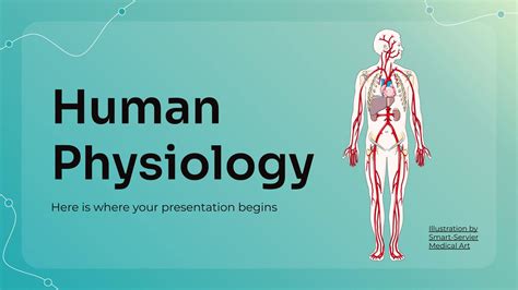 Human Physiology Explained