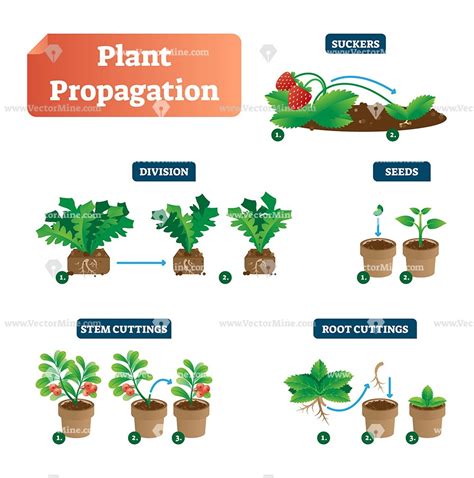 Plant Propagation What Is It How To Grow Plants From Plants