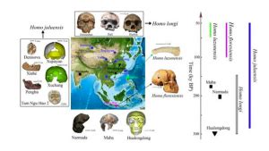 Possible New Ancient Human Species Uncovered By Uh Scientist University Of Hawai I System News Possible New Ancient Human Species Uncovered By Uh Scientist University Of Hawai I System News