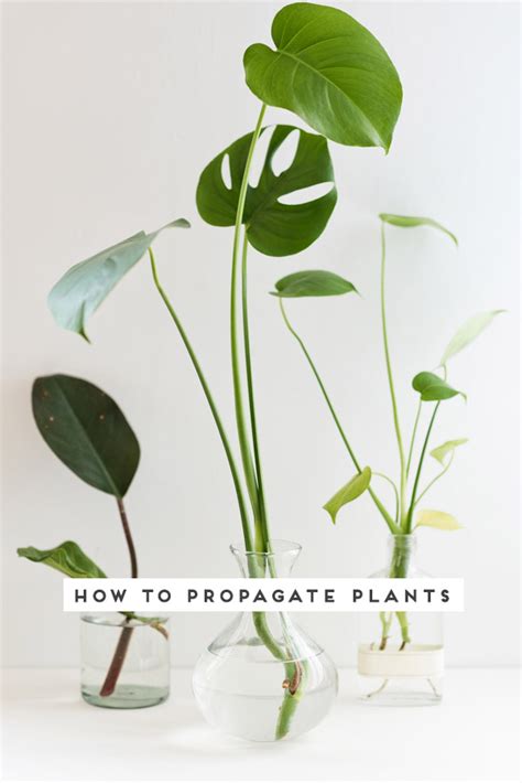 Quick Guide To Propagating Plants In 3 Easy Steps