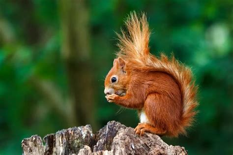 Red Squirrels Ulster Wildlife