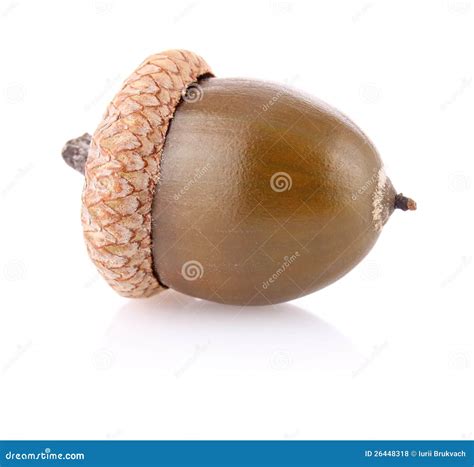 Ripe Acorn Fruit Or Seed Of The Oak Tree Stock Photo Image Of Eatable Ripe 26448318