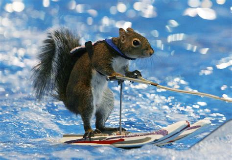 S A S Common Critters Squirrels Dogs And Bird Lovers Hate Them Others Love Their Antics