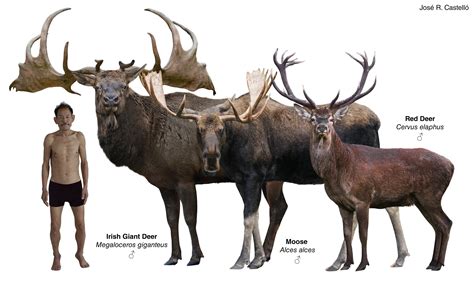 Shout Out To The Largest Member Of The Deer Family Didyouknow Moose Animalfacts Conservation Shout Out To The Largest Member Of The Deer Family Didyouknow Moose Animalfacts Conservation