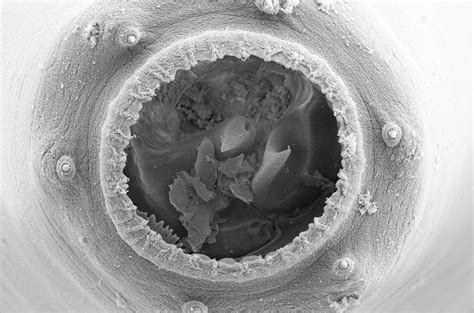 Stress Turns Tiny Worm Into A Big Mouthed Cannibal Science Aaas Stress Turns Tiny Worm Into A Big Mouthed Cannibal Science Aaas