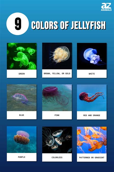 The 9 Colors Of Jellyfish Rarest To Most Common