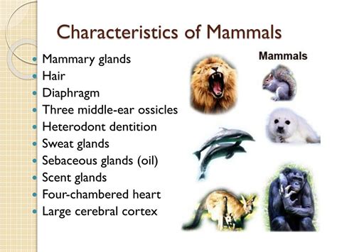The Eight Main Characteristics Of Mammals
