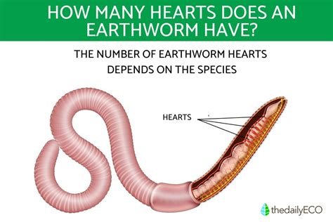 The Hearts Of Earthworms Number And Main Characteristics The Hearts Of Earthworms Number And Main Characteristics