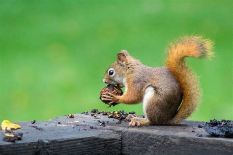 The Most Common Squirrel Species In The U S Shumaker Animal Control