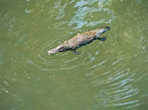 The Only Mammal That Lays Eggs Still Thrives Animals Around The Globe