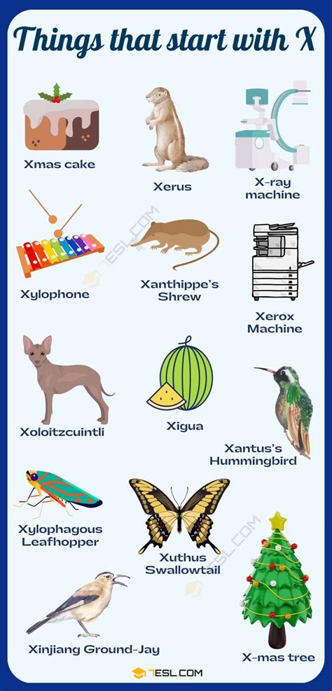 Things That Start With The Letter X Things That Start With The Letter X