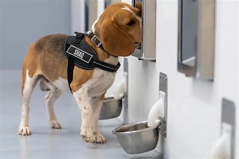 This New Dog Ai Team Can Sniff Out Cancer And The Results Are Unbelievable