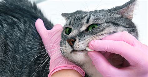 Tips On How To Give Medicine To A Cat Sheba Malaysia