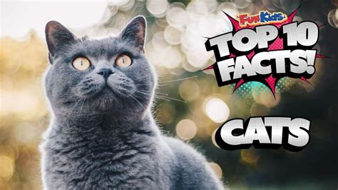 Top 10 Facts About Cats Fun Kids The Uk S Children S Radio Station