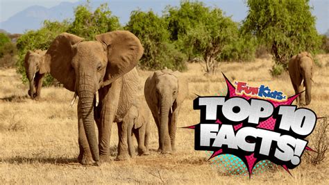 Top 10 Facts About Kenya Fun Kids The Uk S Children S Radio Station