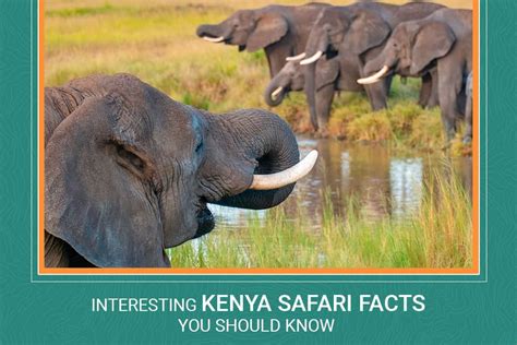 Top 10 Interesting Facts About Kenya Top 10 Interesting Facts About Kenya