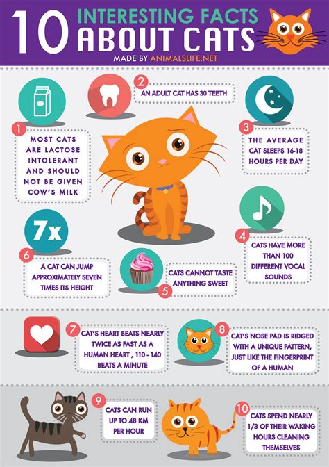 Top Facts About Kitties Flash Sales 5 Interesting Facts About Cats Feline Fun Awaits Bdvets
