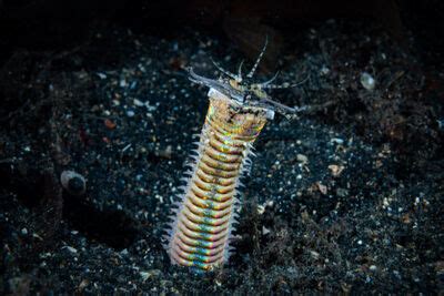 Top Ten Bobbit Worm Facts Original Diving Blog Top Ten Bobbit Worm Facts Original Diving Blog