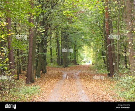 Tree Trees Woods Ways Path Way Forest Fall Autumn Tree Trees Woods Ways Path Stock Photo Alamy