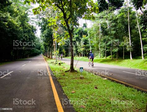 Two Ways Path Of City Forest Street Stock Photo Download Image Now Asphalt Blue Car Istock
