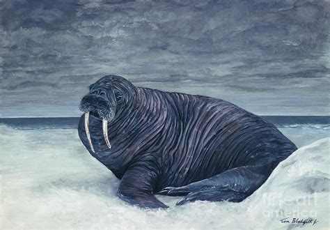 Walrus Painting At Paintingvalley Com Explore Collection Of Walrus Painting