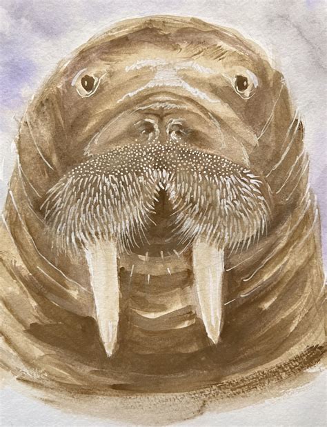 Walrus Portrait Walrus Art Walrus Watercolor Original Watercolor Of A Walrus Head Original