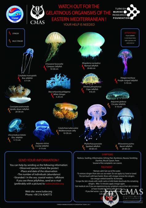 Watch Out For The Gelatinous Organisms Of The Eastern Mediterranean