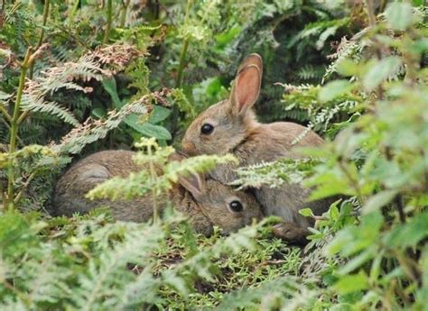 What Do Bunnies Like In Their Cages At Archer Frye Blog What Do Bunnies Like In Their Cages At Archer Frye Blog